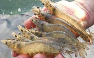 Shrimp prices see recovery