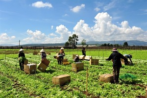 MM Mega Market honours Đà Lạt farmers