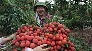 Viet Nam struggles to export fruit to demanding markets