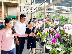 HCM City seeks to expand orchid market