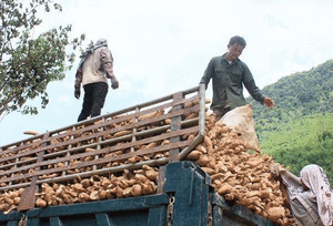 Cassava struggles to reach export goal