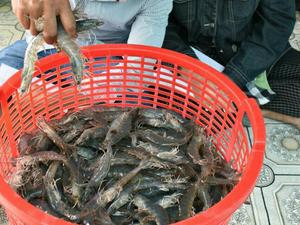 Experts discuss shrimp demand