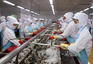 US lowers duty on Viet Nam’s shrimp exports