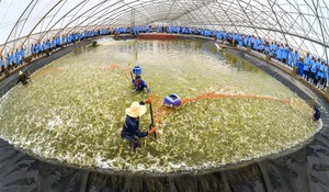 South Korean investor pours funds in Viet Uc Seafood