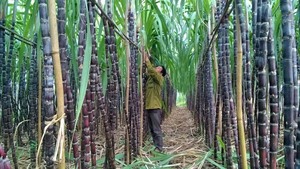 Sugarcane faces plummeting prices