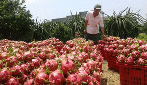 Binh Thuan dragon fruit promoted in India