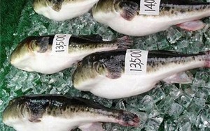 Khanh Hoa firm to export puffer fish