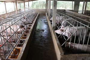 Viet Nam improves animal farming quality