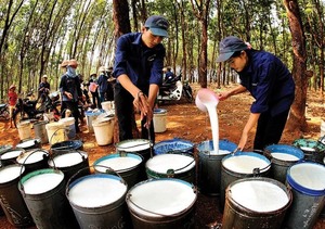 Rubber stocks rise on global prices