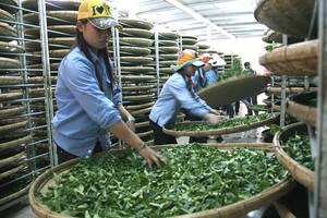 Tea exports down in volume and value