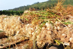 ‘Kingdom of Garlic’ faces challenges as prices fall