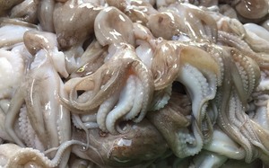 S Korea largest export market for Vietnamese squid and octopus