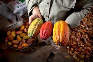 First batch of Vietnamese organic cocoa exported to Japan