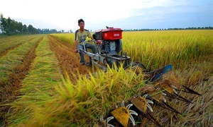 Labour training for Mekong Delta's agricultural sector should be improved