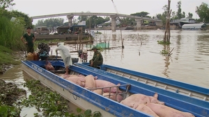 State strictly controls trading, transport of smuggled pigs