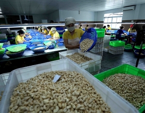 Viet Nam strives for $4 billion in cashew exports next year