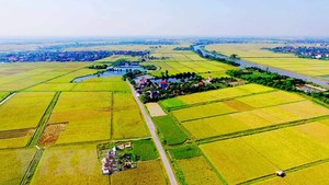 VN needs policies to develop agricultural land market