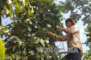 Pepper output to reach 200,000 tonnes this year