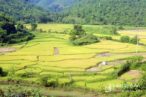 Nghe An calls on investment in western area