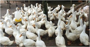 Vietnamese duck meat to be shipped abroad