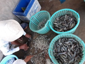 Viet Nam targets $4.2b in shrimp export value this year