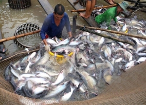 Japan among top 10 importers of Viet Nam’s tra fish for first time