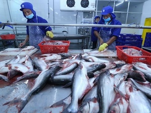 Shark catfish exports to US, China fall