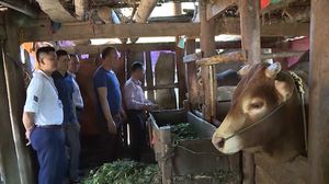 Ha Giang beef accredited