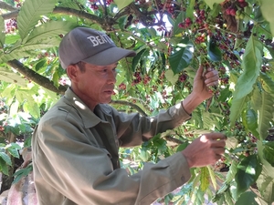 Viet Nam coffee exports plummet on global headwinds