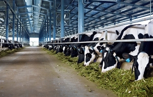 Vinamilk proposes to build second dairy farm in Ha Tinh