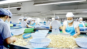 Dutch company to invest $250m in Binh Phuoc cashews