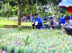 Son La mangoes exported to demanding markets