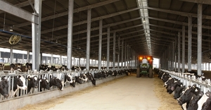 Quang Ninh eyes large-scale dairy project