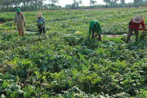 Delta exports first batch of watermelon seeds to Japan