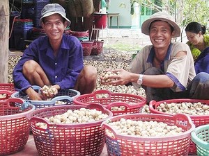 Mekong, south-east regions told to take advantages of technology and favourable climate to develop mushroom production