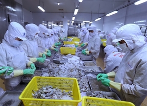 Shrimp exports expected to pick up in 2nd half