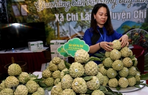 Chi Lang custard-apple promoted in Ha Noi