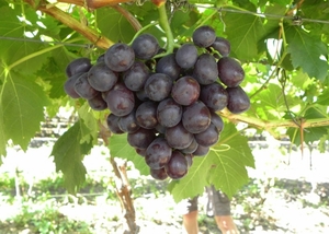 South African company to export fresh grapes to Viet Nam