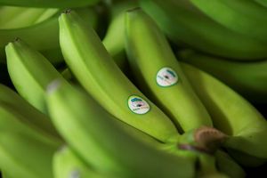 Local firm exports first batch of bananas to China