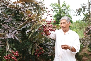 High demand for rare fruits in Mekong Delta