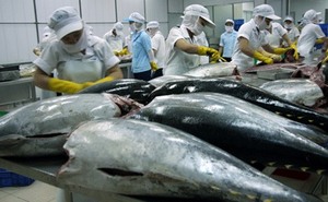 Tuna exports to Italy soar