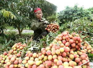 VN fruit, vegetable exporters need to be on top of Chinese policy changes