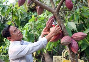 Vietnamese chocolate products have chance to enter to global market
