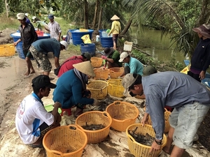 Mekong Delta aims for sustainable shrimp production at high profits