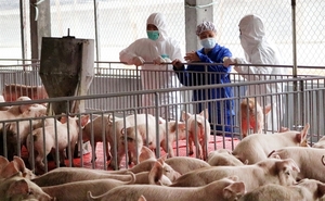 Pork imports up more than 200 per cent