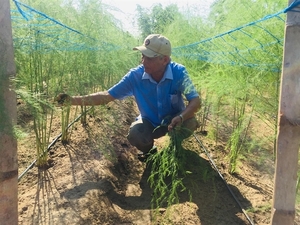 Vietnamese asparagus could enter Australian market this month
