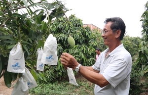Tien Giang’s Q1 fruit exports up 20.3%
