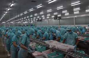 Dong Thap helps fish exporters amid lower demand during COVID-19
