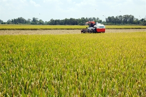 Viet Nam Food Association demands priority clearance for rice stuck at ports