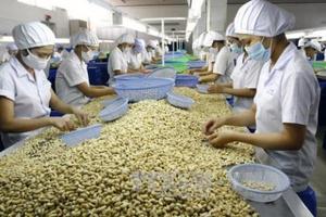 Binh Phuoc cashew processors face shortage of capital, raw materials
